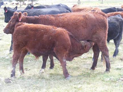 2010 Steer Calf 548o R