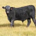 2010 Steer Calf 585o B