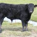 2010 Steer Calf 725o B