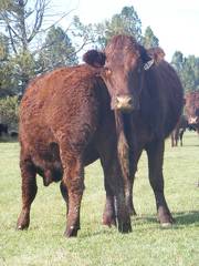 2011 Four Year Old Cow 751W R  Steer Calf  751w R