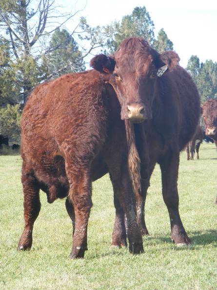 2011 Four Year Old Cow 751W R_ Steer Calf  751w R.JPG