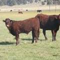2011 Four Year Old Cow 751W R  Steer Calf 751w R 2