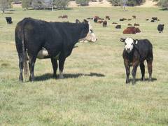 2011 Nine Year Old Cow 202R Bwf  Steer Calf 202w Bwf