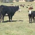2011 Nine Year Old Cow 202R Bwf  Steer Calf 202w Bwf
