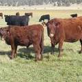 2011 Nine Year Old Cow 242R R  Steer Calf 242w R