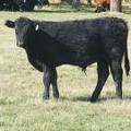 2011 Steer Calf 002w B