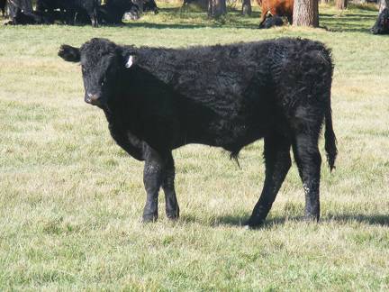 2011 Steer Calf 002w B