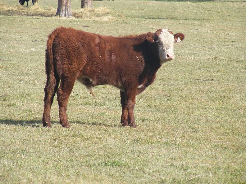 2011 Steer Calf 033w Rwf