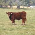 2011 Steer Calf 066w R