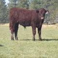 2011 Steer Calf 72ww R