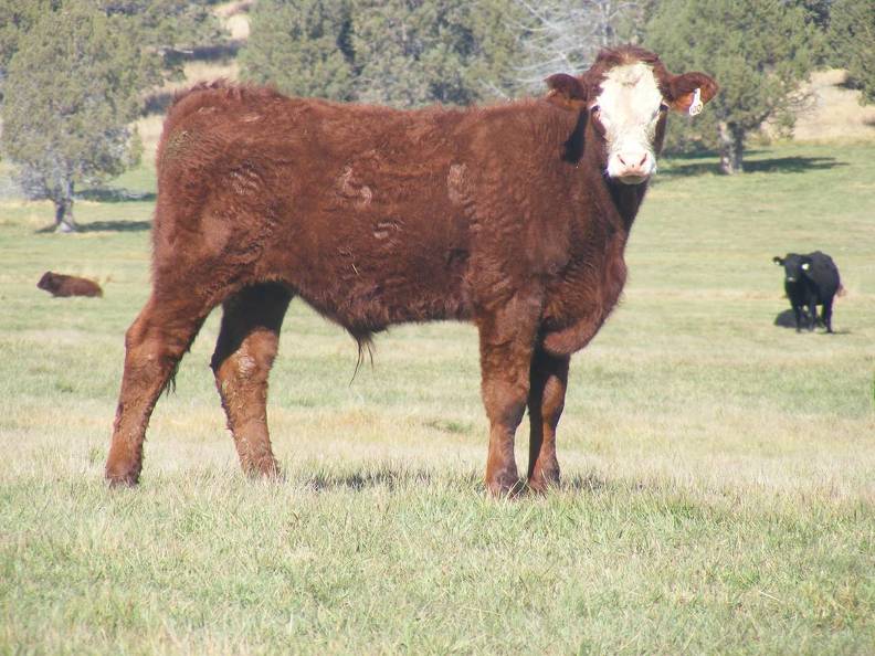 2011 Steer Calf 100w Rwf.JPG