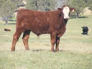2011 Steer Calf 100w Rwf