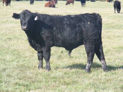 2011 Steer Calf 126w B