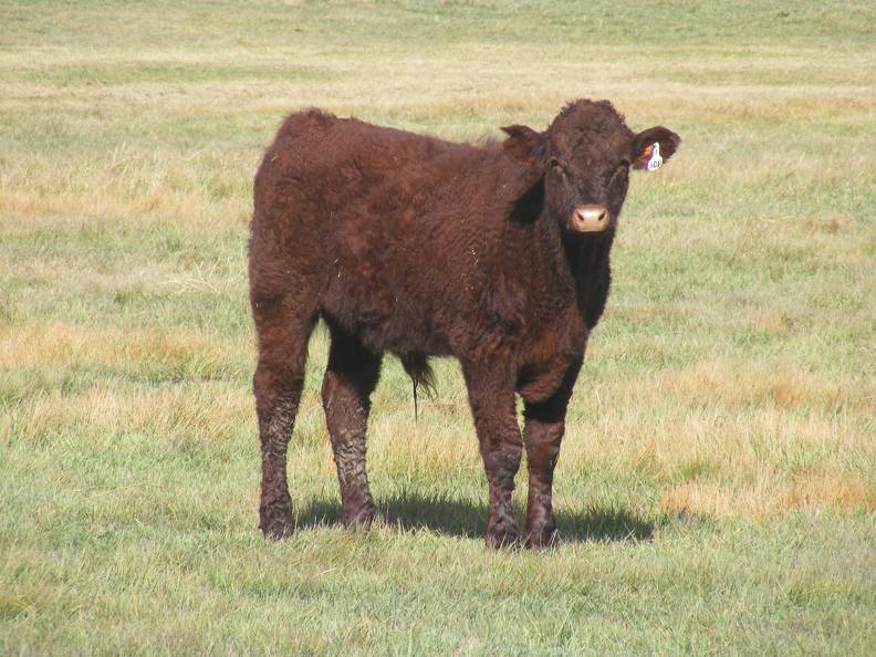 2011 Steer Calf 301w R.JPG