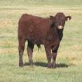 2011 Steer Calf 301w R