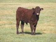 2011 Steer Calf 301w R