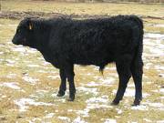 SOLD 2016 Yearling Bull 420