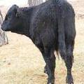 SOLD 2016 Yearling Bull 877