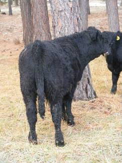 SOLD 2016 Yearling Bull 007