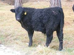 SOLD 2016 Yearling Bull 007