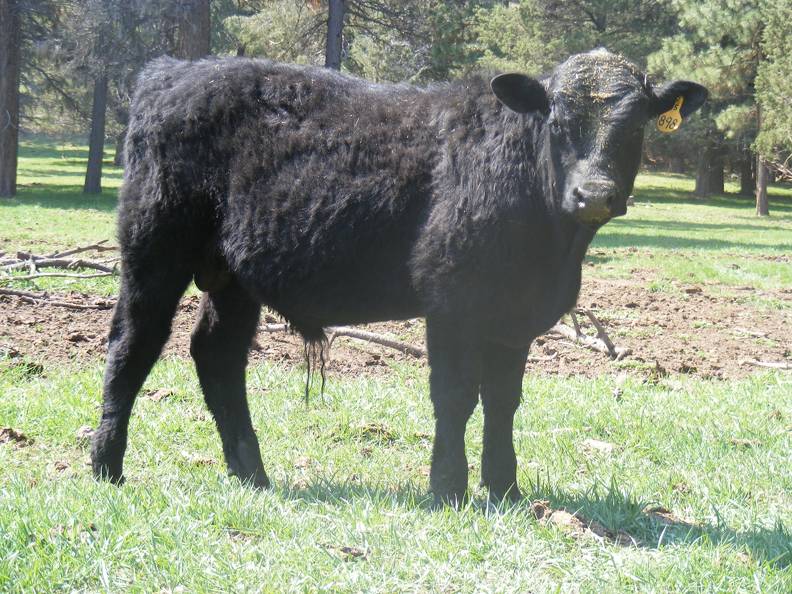 SOLD 898 Yearling Bull 2016
