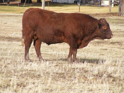 012 Five Year Old Bull