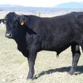 311 Coming Two Year Old Bull
