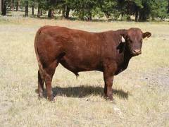 SOLD 2016 Two Year Old Bull 511