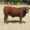 SOLD 2016 Two Year Old Bull 511