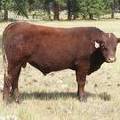 2016 Two year Old Bull 513
