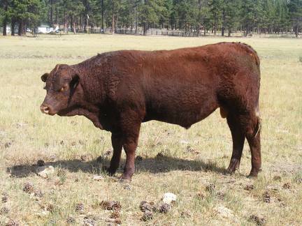 2016 Two year Old Bull 513