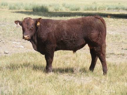 2016 Two year Old Bull 524