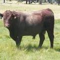 SOLD 527 Two Year Old Bull 2016