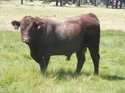 SOLD 527 Two Year Old Bull 2016