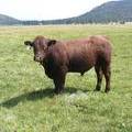 SOLD 2016 Two Year Old Bull 538