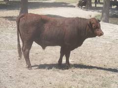 SOLD 2016 Two Year Old Bull 503