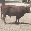 SOLD 2016 Two Year Old Bull 503