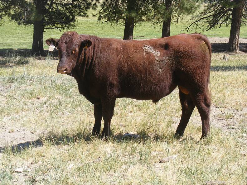 2016 Two year Old Bull 504