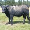 SOLD 2016 Two Year Old Bull 520
