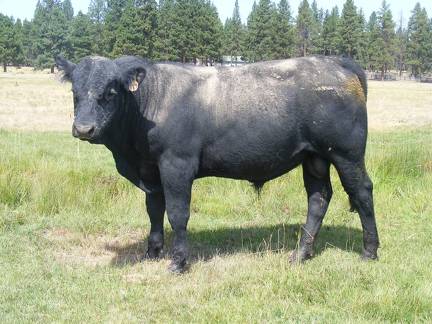 SOLD 2016 Two Year Old Bull 520