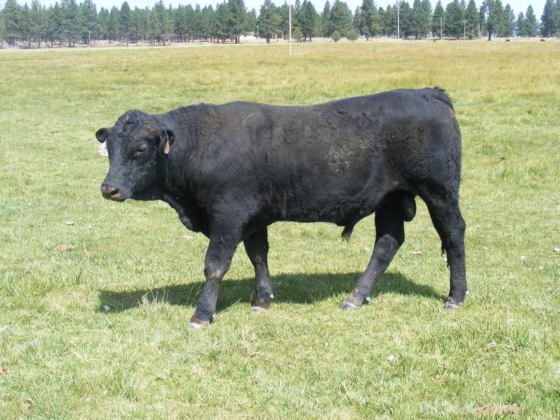 SOLD 2016 Two Year Old Bull 522