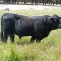 SOLD 2016 Two Year Old Bull 522