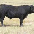 2016 Two year Old Bull 526 