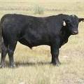 2016 Two year Old Bull 526