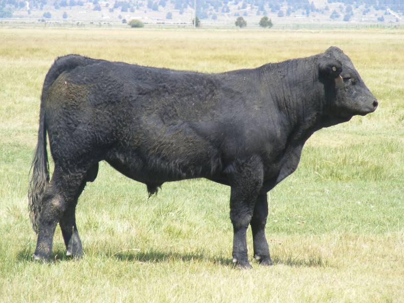 SOLD 2017 Two Year Old Bull 528