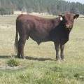 SOLD 2016 Two Year Old Bull 534