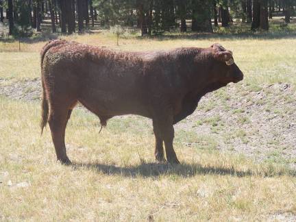 SOLD 2016 Two Year Old Bull 536