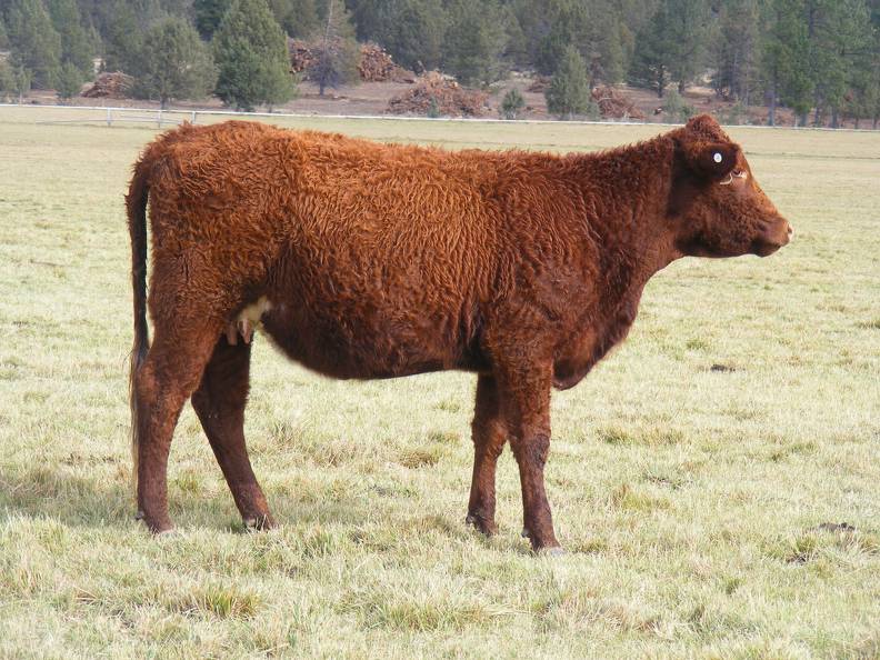 2016 Two year Old Cow 433