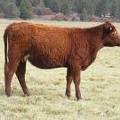2016 Two year Old Cow 433