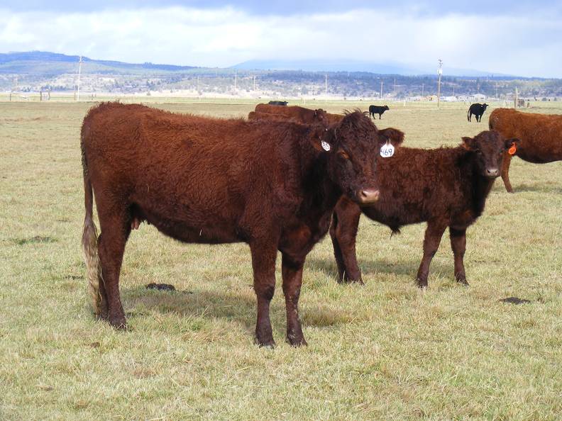2016 Two year Old Cow 469